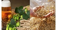 Nhập khẩu đại mạch để sản xuất bia có chịu thuế tiêu thụ đặc biệt