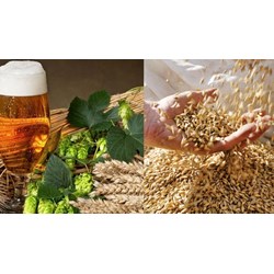 Nhập khẩu đại mạch để sản xuất bia có chịu thuế tiêu thụ đặc biệt