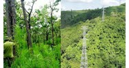 Quy định tạm sử dụng rừng phục vụ thi công dự án lưới điện vì lợi ích quốc gia
