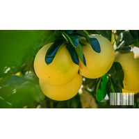 Đăng ký mã số mã vạch tại Bà Rịa - Vũng Tàu uy tín, chuyên nghiệp
