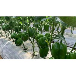 Ớt ngọt phải được tiến hành thu hoạch trong thời tiết như thế nào?