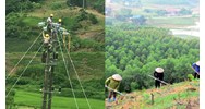Bổ sung quy định thủ tục phê duyệt phương án tạm sử dụng rừng từ 06/3/2024