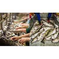 Quá trình chế biến cá xông khói, cá tẩm hương khói và cá khô xông khói