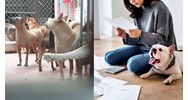 Nuôi chó gây tiếng ồn sẽ bị xử lý như thế nào?