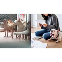 Nuôi chó gây tiếng ồn sẽ bị xử lý như thế nào?