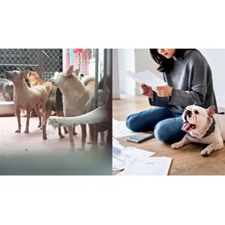 Nuôi chó gây tiếng ồn sẽ bị xử lý như thế nào?