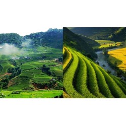 Biện pháp quan trọng để cải tạo đất hoang, đồi núi trọc hiện nay là?