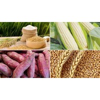 Loại cây nào sau đây phân bố ở cả miền nhiệt đới, cận nhiệt và ôn đới nóng?