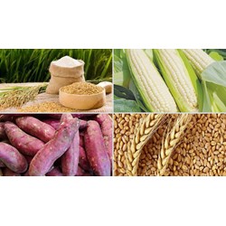 Loại cây nào sau đây phân bố ở cả miền nhiệt đới, cận nhiệt và ôn đới nóng?