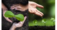 Thời điểm được hưởng quyền ưu tiên bảo hộ giống cây trồng là khi nào?