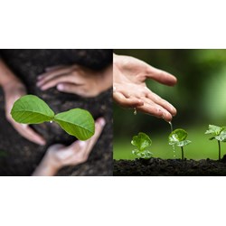 Thời điểm được hưởng quyền ưu tiên bảo hộ giống cây trồng là khi nào?