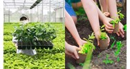 Quy định đăng ký kiểm tra nghiệp vụ về giám định quyền đối với giống cây trồng