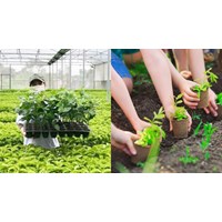 Quy định đăng ký kiểm tra nghiệp vụ về giám định quyền đối với giống cây trồng