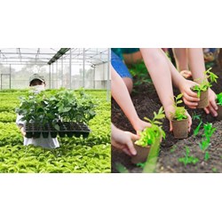 Quy định đăng ký kiểm tra nghiệp vụ về giám định quyền đối với giống cây trồng