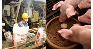 Địa điểm sản xuất của tổ chức sản xuất thức ăn chăn nuôi thương mại?