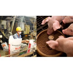 Địa điểm sản xuất của tổ chức sản xuất thức ăn chăn nuôi thương mại?