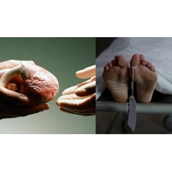 Quy định tôn vinh người hiến bộ phận cơ thể ở người sau khi chết, hiến xác