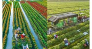 Phát triển, nâng cao hiệu quả hoạt động của công ty nông, lâm nghiệp