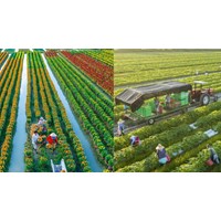 Phát triển, nâng cao hiệu quả hoạt động của công ty nông, lâm nghiệp