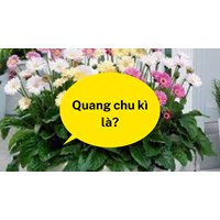 Quang chu kì là? - Sinh học lớp 11 A. Thời gian cơ quan tiếp nhận ánh sáng