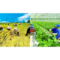 Trong hồ sơ đăng ký hợp tác xã có cần phương án sản xuất kinh doanh không?