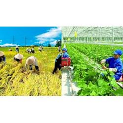 Trong hồ sơ đăng ký hợp tác xã có cần phương án sản xuất kinh doanh không?