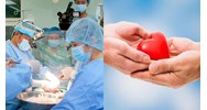 Số lượng thành viên Hội đồng tư vấn lấy, ghép bộ phận cơ thể không tái sinh ở người sống