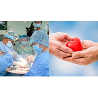 Số lượng thành viên Hội đồng tư vấn lấy, ghép bộ phận cơ thể không tái sinh ở người sống