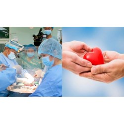 Số lượng thành viên Hội đồng tư vấn lấy, ghép bộ phận cơ thể không tái sinh ở người sống