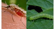 Quy định về phòng, chống sinh vật gây hại như thế nào?