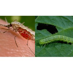 Quy định về phòng, chống sinh vật gây hại như thế nào?