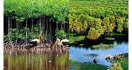 Diện tích vùng đất ngập nước quan trọng so với đất ngập nước ven biển?