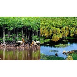 Diện tích vùng đất ngập nước quan trọng so với đất ngập nước ven biển?
