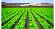 Khảo nghiệm tính khác biệt, đồng nhất, ổn định tiến hành ở nhiều nơi?