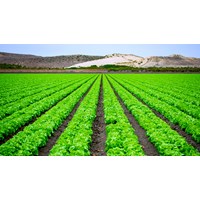 Khảo nghiệm tính khác biệt, đồng nhất, ổn định tiến hành ở nhiều nơi?