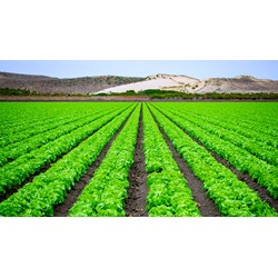 Khảo nghiệm tính khác biệt, đồng nhất, ổn định tiến hành ở nhiều nơi?