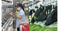 Nguyên liệu sữa đầu vào nhập khẩu dùng cho sản xuất có chịu thuế GTGT?