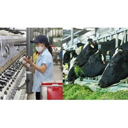 Nguyên liệu sữa đầu vào nhập khẩu dùng cho sản xuất có chịu thuế GTGT?