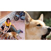 Chủ chó đánh người nhập viện có phải bồi thường thiệt hại không?