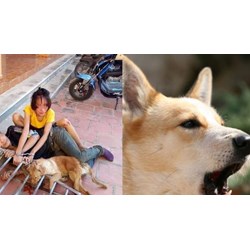 Chủ chó đánh người nhập viện có phải bồi thường thiệt hại không?