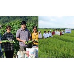 Kinh phí khuyến nông thuộc ngân sách nhà nước thuê chuyên gia ngoài nước?