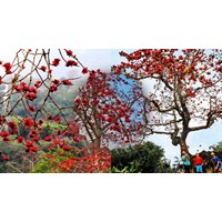 Dàn ý Bài văn Tả cây gạo siêu hay - Tập làm văn lớp 4