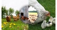 Dàn ý Tả cảnh gà mẹ dẫn gà con đi kiếm mồi - Tập làm văn lớp 5