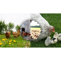 Dàn ý Tả cảnh gà mẹ dẫn gà con đi kiếm mồi - Tập làm văn lớp 5