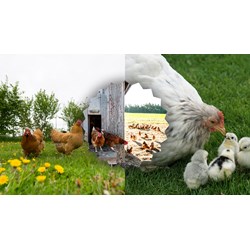 Dàn ý Tả cảnh gà mẹ dẫn gà con đi kiếm mồi - Tập làm văn lớp 5