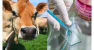 Yêu cầu về quy trình chẩn đoán lâm sàng Bệnh lao bò như thế nào?