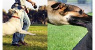 Lấy tên người đặt cho vật nuôi có vi phạm pháp luật không?