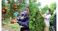 Số tiền tối thiểu hộ gia đình đầu tư cây ăn quả lâu năm được vay?