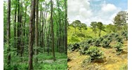Rừng sản xuất là rừng tự nhiên có được thừa kế, tặng cho không?