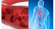 Loại mạch nào dưới đây vận chuyển máu giàu oxi? Sinh học lớp 8